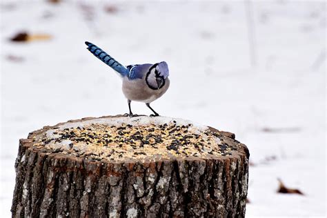 Blue Jays 9.